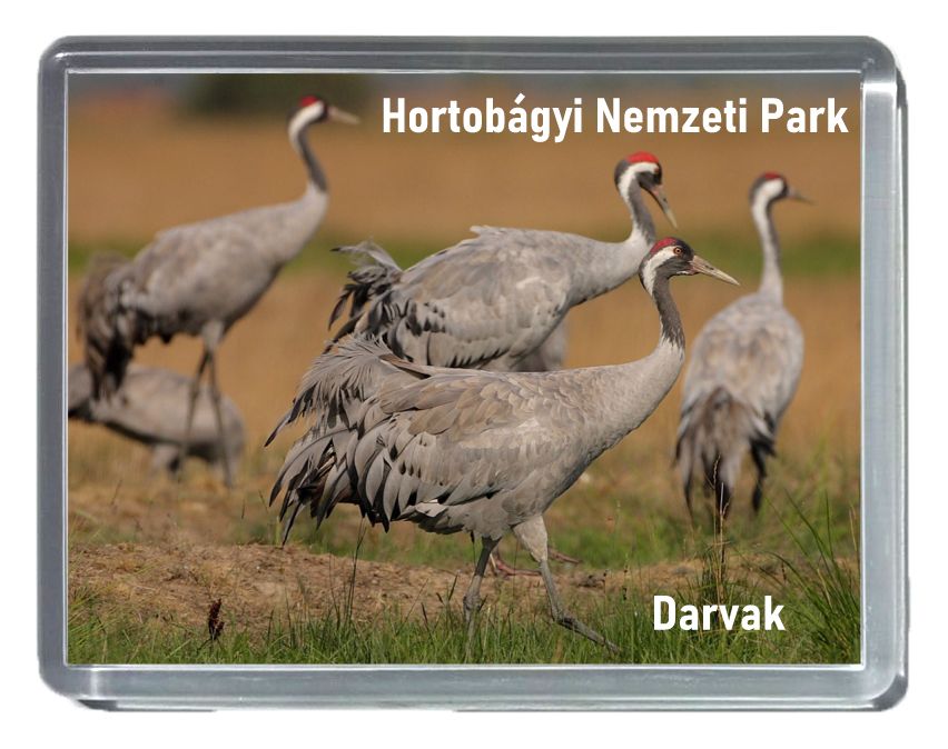 Műanyag nagy téglalap hűtőmágnes